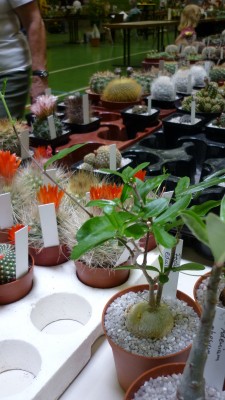 Juni 2010 091.jpg