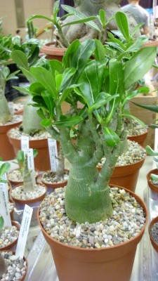 Juni 2010 089.jpg