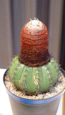 Juni 2010 111.jpg