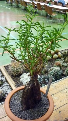 Juni 2010 110.jpg