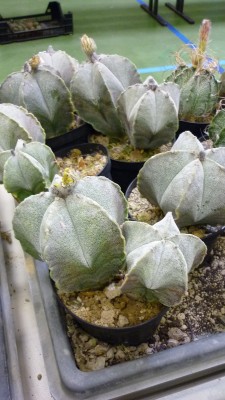 Juni 2010 107.jpg
