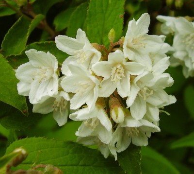 Deutzia discolor (3).JPG