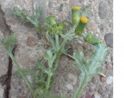 Blüte.JPG