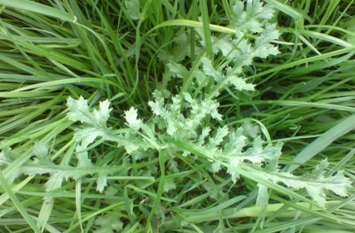 Rosette.JPG