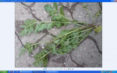 Pflanze unbekannt.JPG