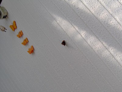 Schmetterling echt.jpg