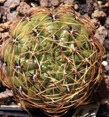 Matucana_aureiflora_09_06_2010.jpg
