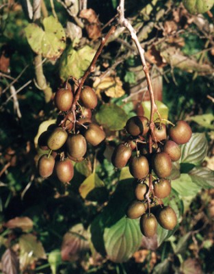 Kiwi - Weiki -Früchte1.jpg