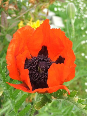Mohn 10.06.10.jpg