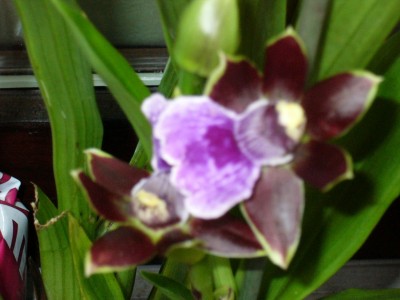 zygopetalum2.jpg