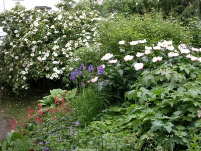 garten6_juni09.JPG