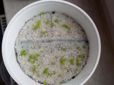 SAM_0448 - Kopie.JPG