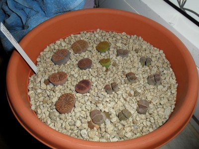 SAM_0446 - Kopie.JPG