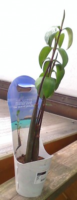 Orientalische Mangrove 10.06.10.1.jpg