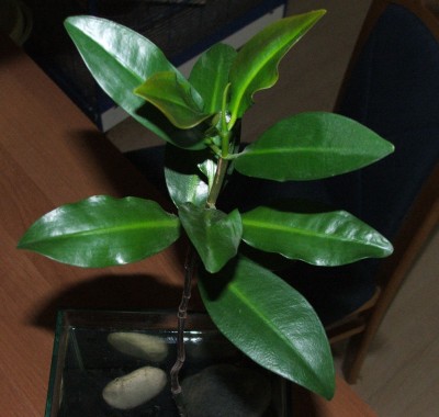 Rote Mangrove 10.06.10.ab.jpg