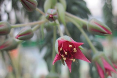 IMG_4655a Sedum morganianum.jpg