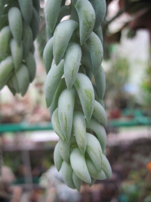 IMG_4656 Sedum morganianum.jpg