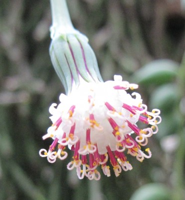 IMG_4639a Senecio rowleyanus.jpg