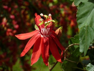 coccinea1.jpg