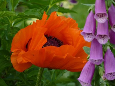 Mohn1.jpg