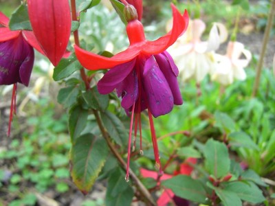 Fuchsie 2.jpg