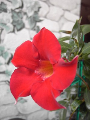 Dipladenia.jpg