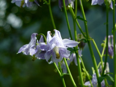 geäderte Akelei1.jpg