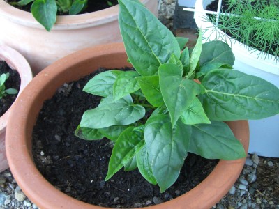 Mirabilis jalapa 09.06.10.JPG