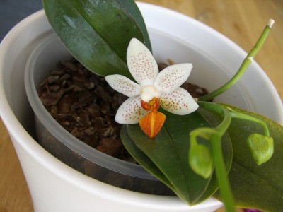 Phalaenopsis Mini Mark 08.06.10.JPG