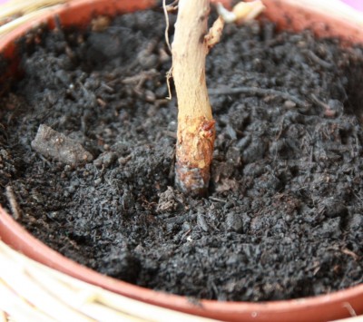 IMG_6359 (Small).JPG