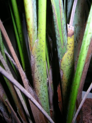 SANY0013_.jpg