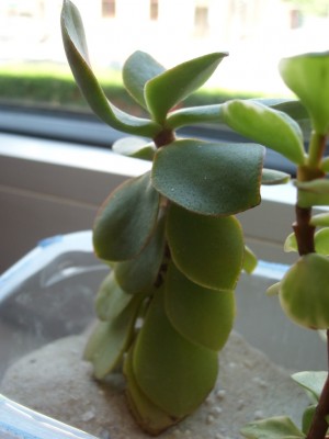 Crassula arborescens ssp. undulatifolia.JPG