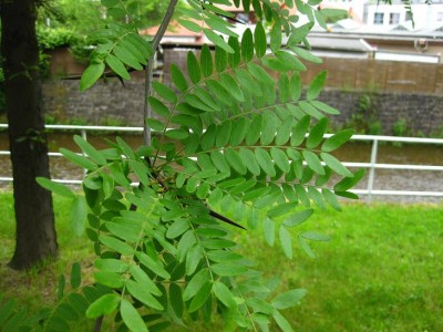 IMG_2810.JPG
