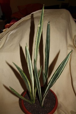 s.trif.bantels sensation.jpg
