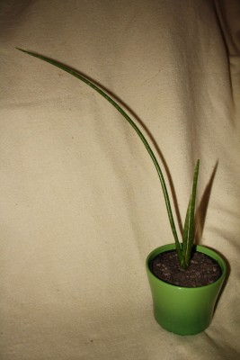 s.suffruticosa.jpg