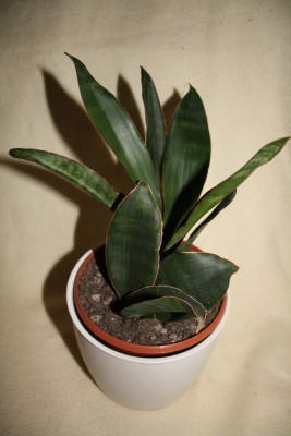 s.hyacinthoides.jpg