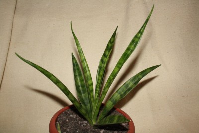 s.kirkii friends.jpg