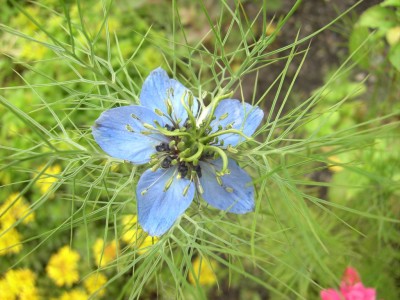 Jungfer im Grünen.jpg