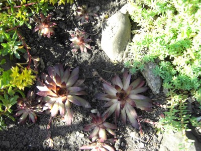 Garten 06062010_002.jpg