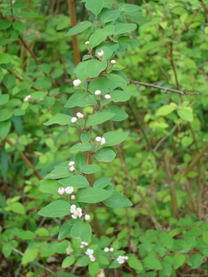 DSC00346.JPG