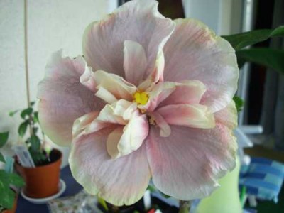 TimeT 2blüte.jpg
