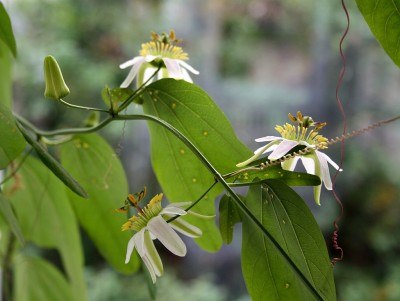 cuneata_3.jpg