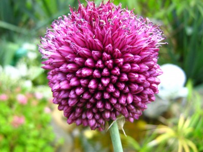IMG_1791 Allium.jpg