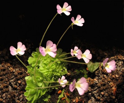 Pinguicula-6-Juni-2010.JPG