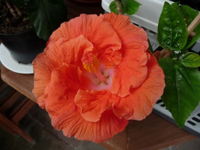 P1120694 klein.jpg