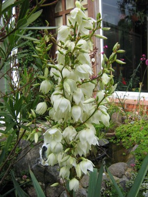 IMG_1788 Yucca filamentosa1.jpg