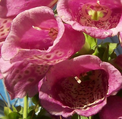 Digitalis.jpg