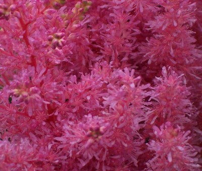 ich auch astilbe.jpg