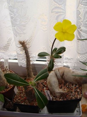 Meine Bilder 1180a.jpg