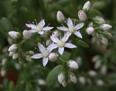 Sedum_winterhart_13_06_2010 - 1.jpg
